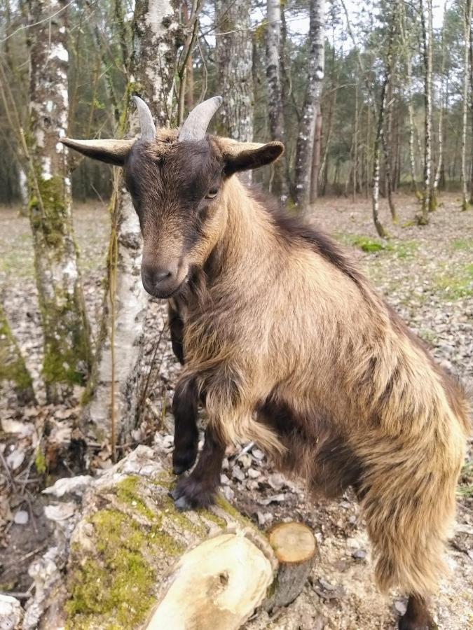 Roulottes Du Chalet Des Pins Rougeou Dış mekan fotoğraf
